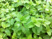 薄荷